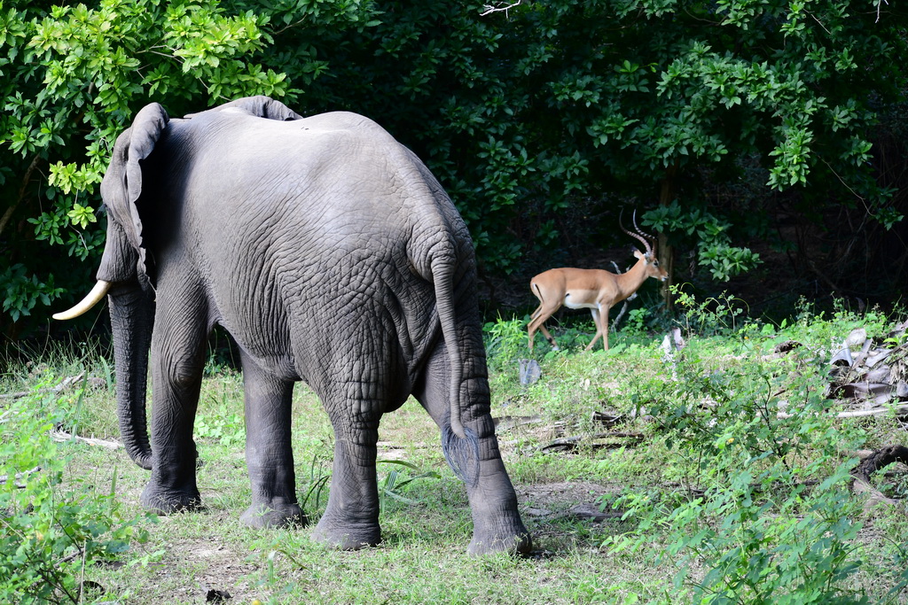 Selous NP